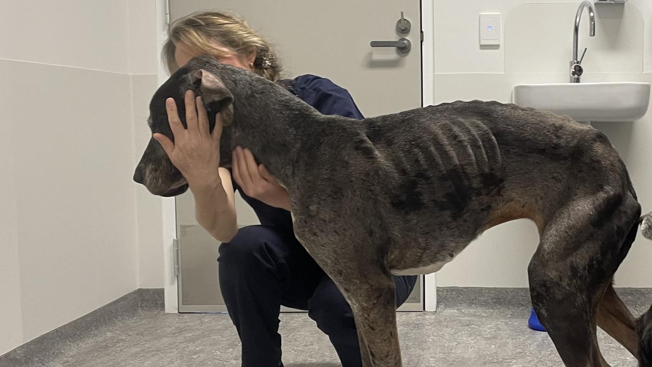 An RSPCA vet with Oreo the Great Dane. Picture: RSPCA