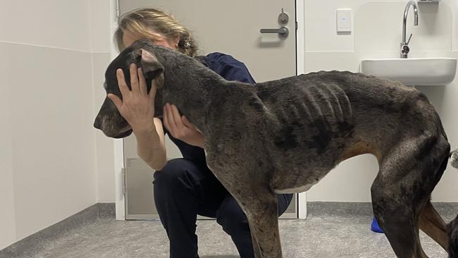 An RSPCA vet with Oreo the Great Dane. Picture: RSPCA