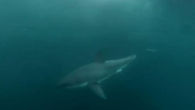 The great white shark which featured in the fake Manly video. Picture: YouTube.