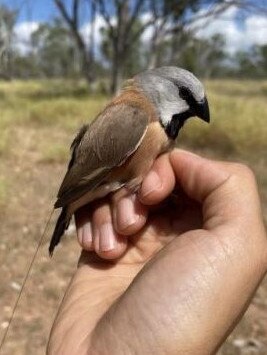 Bravus, formerly Adani, has fitted innovative radio technology to black-throated finches at its Carmichael mine project in the Galilee Basin. Picture: Contributed