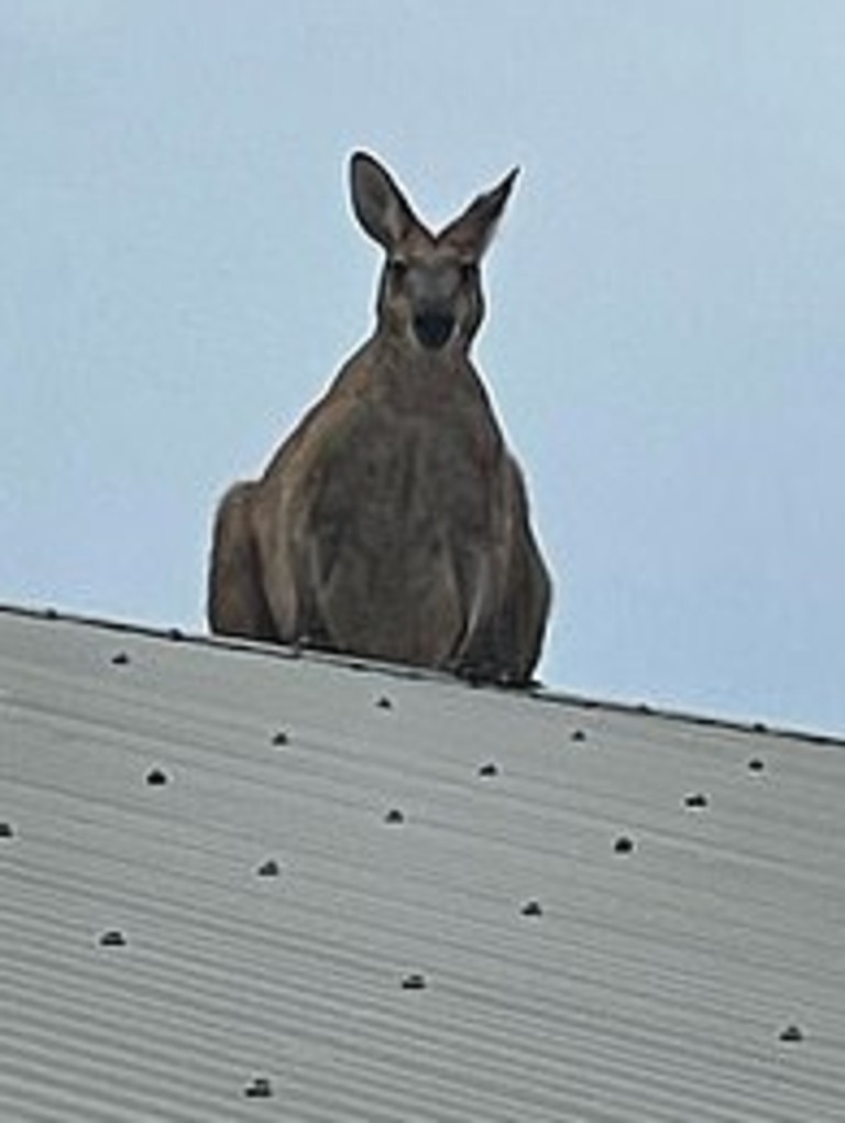 Kangaroo pictured on tin roof