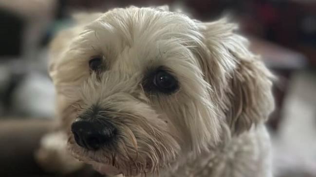 Coco the Maltese places 3rd in Roma's cutest dog for 2023 competition. Picture: Supplied.