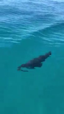 Seal sighting Tweed Heads