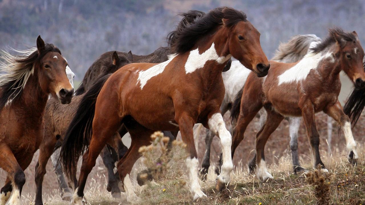 Brumby Cull: Wild Horses To Be Shot In Victoria’s Alps By Parks ...