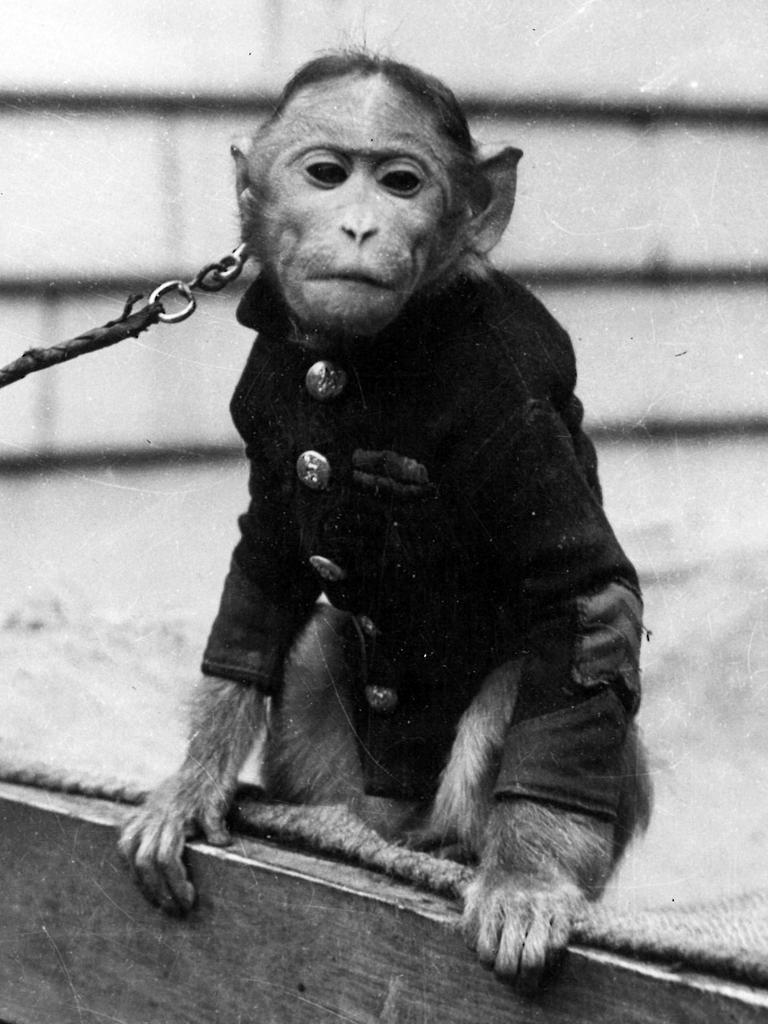 World War II: Why a monkey named Marine Stupid flew in bombing raids ...