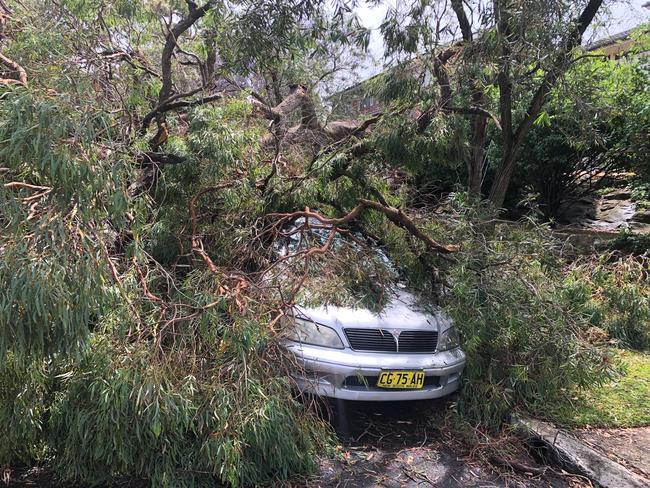 A tree has fallen on a car and a caravan in Arnhem Rd, Allambie Heights. Picture: Jim O'Rourke.