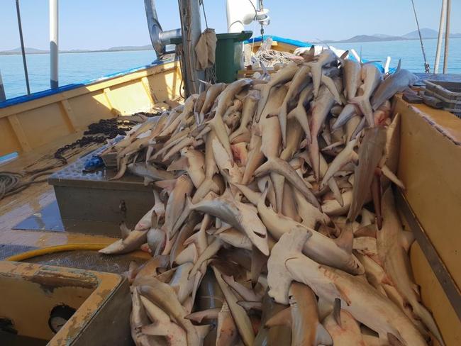 Dead sharks are stacked up to waist height on the deck at a time when there is worldwide concern about declining shark numbers and growing awareness of their importance to Reef health. Picture: WWF-Australia