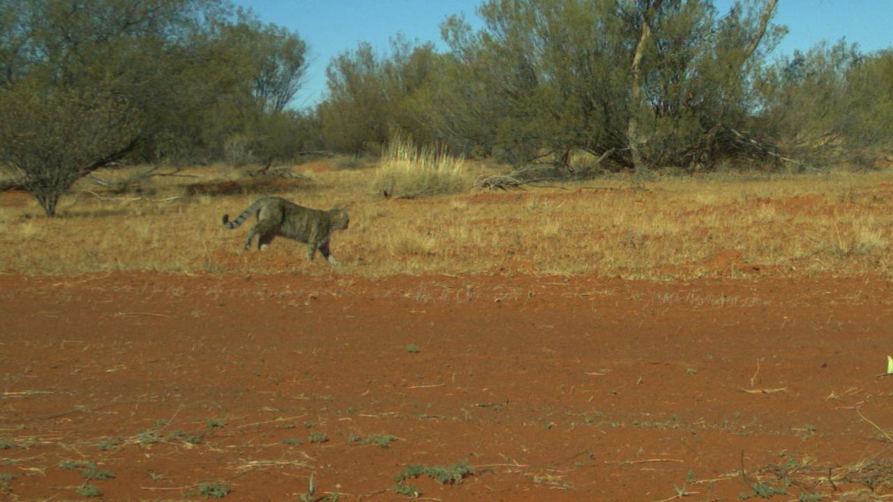 A feral cat darts across red sand in the desert. Picture: Emma Spencer