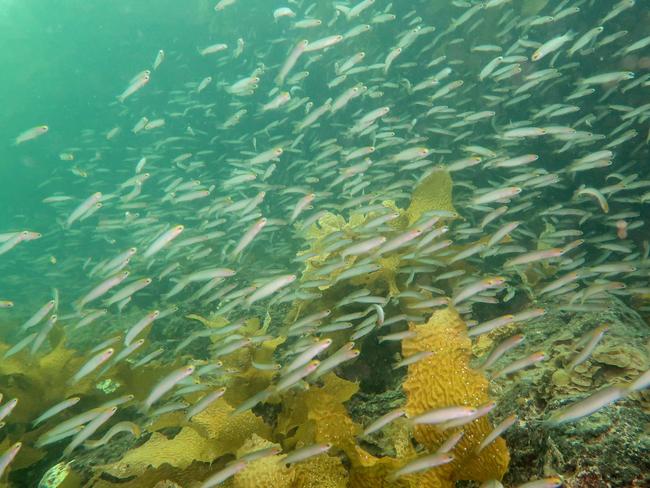 Volunteer scuba divers joined Department for Environment and Water marine scientists on a survey of Fleurieu Peninsula rocky reefs during March 2019 to help monitor and manage the critical marine habitat. The volunteers were taught to identify more than 100 species of fish and invertebrates and collect data underwater.   A school of Yellow-headed Hula fish, Trachinops noarlungae