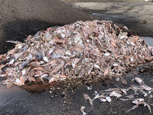 Hundreds of tonnes of marine waste is being diverted from landfill by Ocean2earth and turned into compost on the NSW south coast.