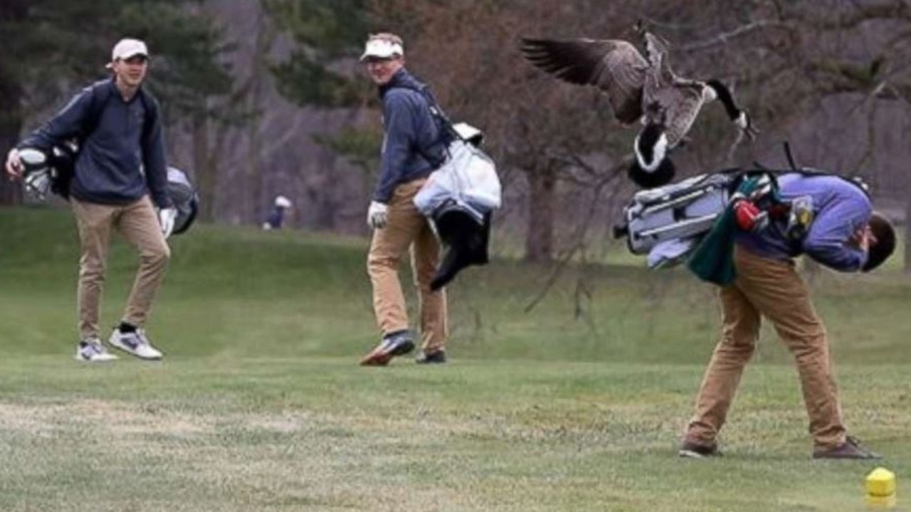 This high-school golfer didn’t see the goose coming. Picture: Devon Pitts.