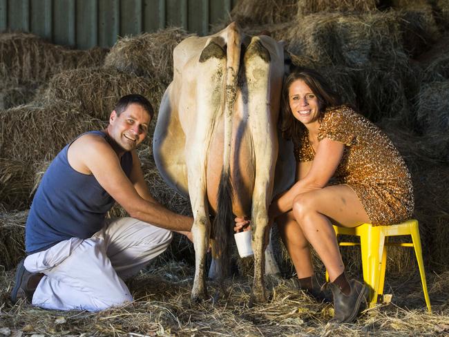 Steve Ronalds and Sallie Jones, both founders of Gippsland Jersey, prepare for The Big Gippsland Jersey Milk-off at the Farmworld field days.Photo: DANNIKA BONSER