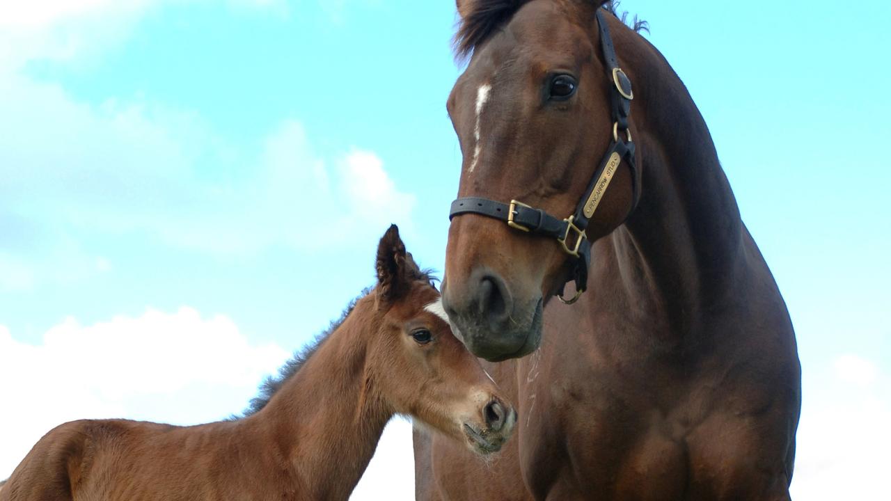 2001 Melbourne Cup and Caulfield Cup winner Ethereal had a foal this morning to Stravinsky at Pencarrow Stud, New Zealand