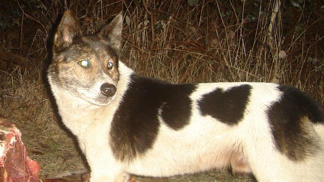 Victoria’s 20 doggers will be allowed to continue trapping, baiting and shooting wild dogs. Picture: Doug Read