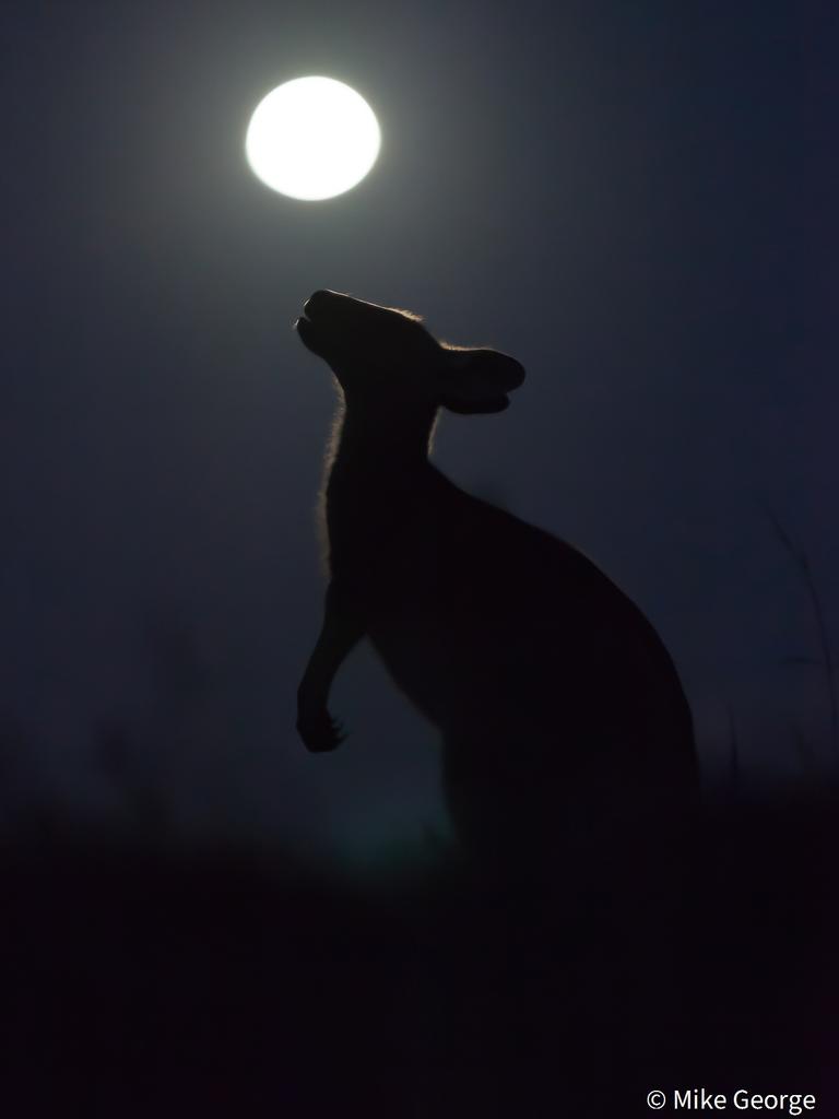 Animal Portrait runner-up ‘Howling at the Moon’ by Mike George. Picture: Mike George/Australian Geographic Nature Photographer of the Year 2021