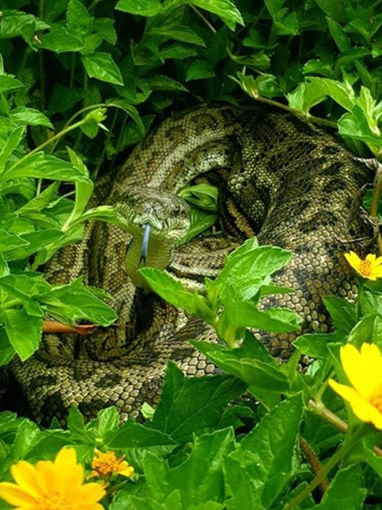 Carpet python which ate a possum from Belivah. Gold Coast and Brisbane Snake Catcher Tony Harrison's best photos. Photo: Gold Coast and Brisbane Snake Catcher