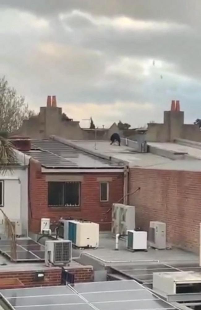 A video circulating in Melbourne shows people climbing across buildings to allegedly get into a synagogue.