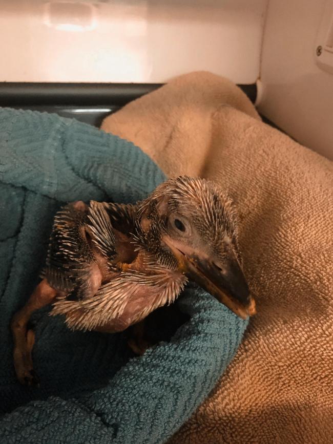 Another feathered friend needing care at the Wildlife Hospital.