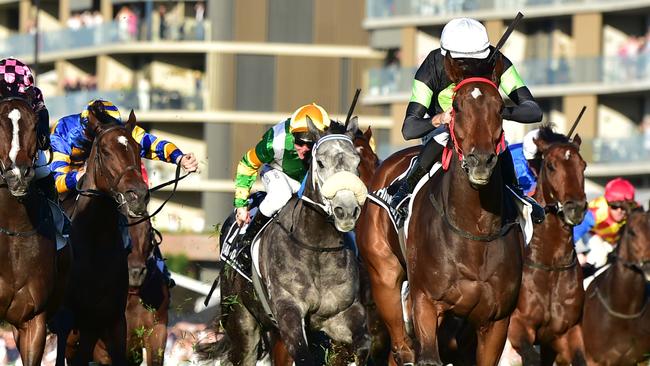 Think About It could be the top weight, with I Wish I Win likely to spell after Saturday. Picture: Grant Peters — Trackside Photography