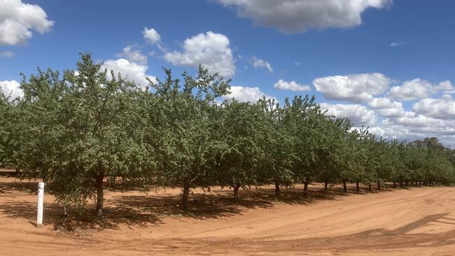 A pistachio grove in northern Victoria. Picture: Sue Neales