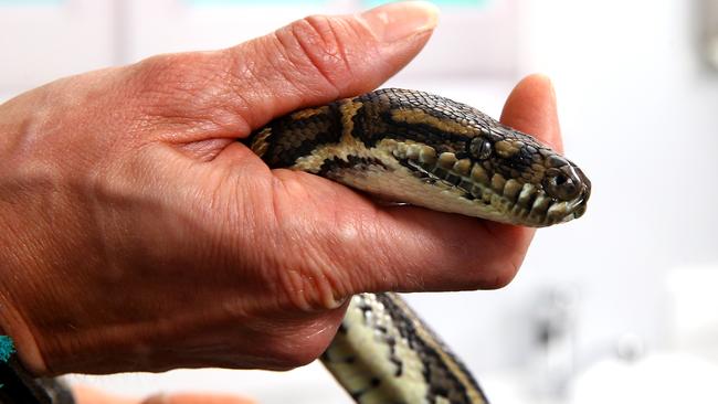 Gold Coast mum bitten by python as she saves her cat from its grips ...