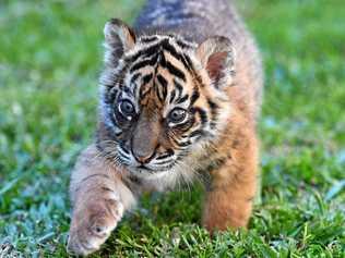 Sumatran tiger cub Nelson for International Tiger Day. Picture: Ben Beaden