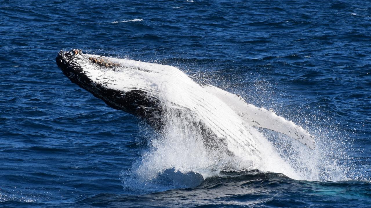 A humpback whale breaches off Phillip Island last month. Picture: Wildlife Coast Cruises Phillip Island