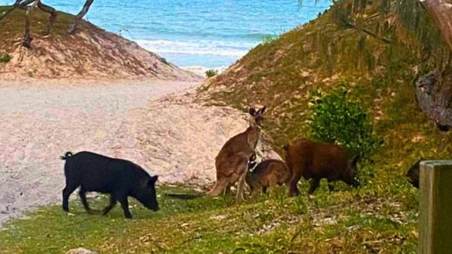 Pork stalkers fined $9K for hunting feral pigs in Bribie Island Park