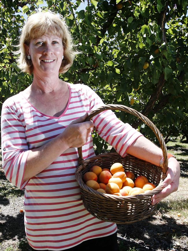 Denise Newnham with of basketful of in-demand apricots at Lowdina Orchards. Picture: KIM EISZELE