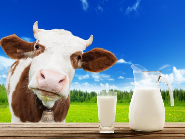 cow and milk is good for you