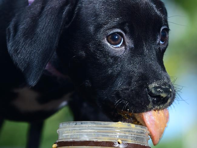 Bohle RSPCA assistant manager  Jacinta Wight with Peanuts. Picture: Evan Morgan