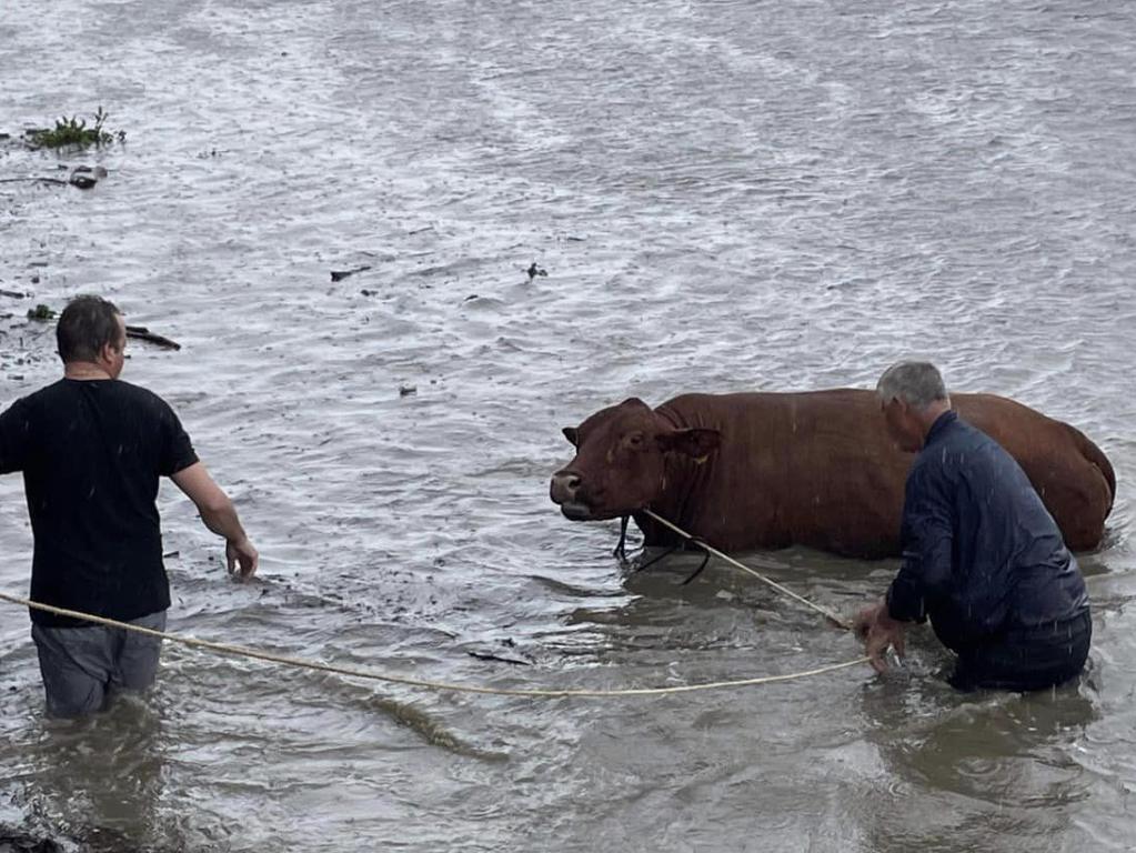 Cows stranded at Griffin, north of Brisbane, on Tuesday.