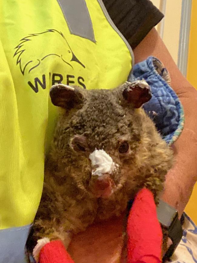 WIRES Blue Mountains branch volunteer rescuer and carer Tracy Burgess with a badly burnt possum that had to be euthanised.