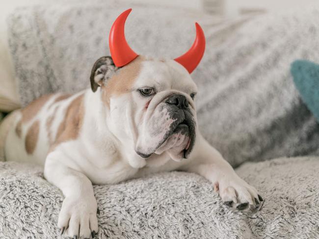 bulldog with red devil horns