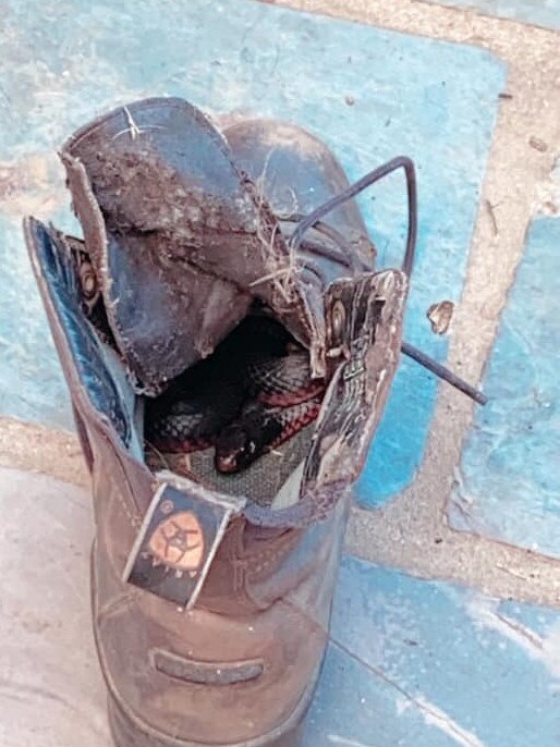 Taylor Miller posted a photograph on the Terrey Hills Community Facebook page of a venomous red-bellied black snake curled up in her riding boot. Picture: Facebook