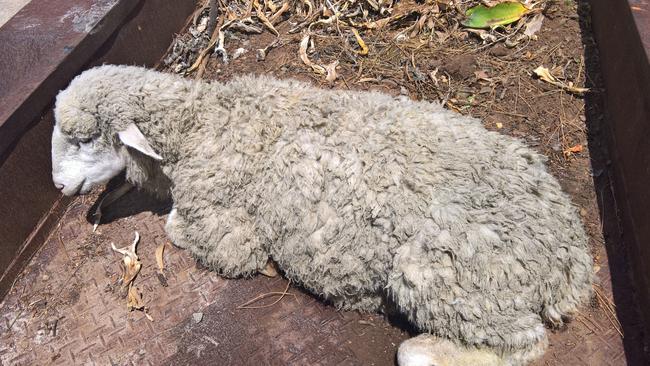 Dolly is recovering in a nearby paddock. Picture: Gregory Woods.