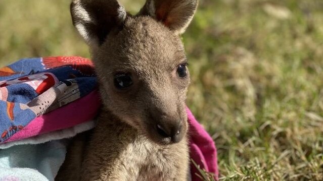 If you a roo, or any wildlife for the matter, watch where you hop around Heathcote.