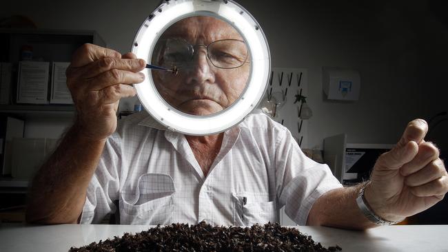 Wim De-Jong, Surveillance Manager of the Asian Honey Bee Program inspects a swarm of Asian Honey Bees which was found in the Cairns CBD.