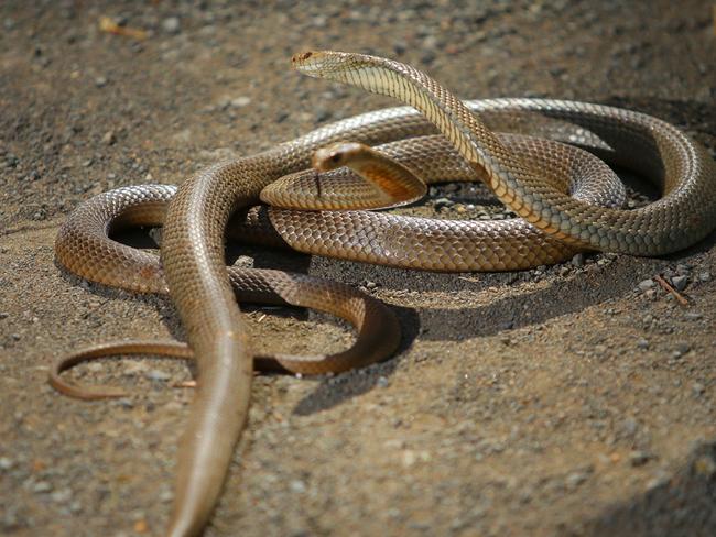 Two eastern brown snakes captured at Rouse Hill.