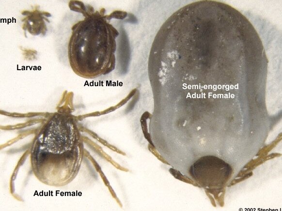 Paralysis tick stages.