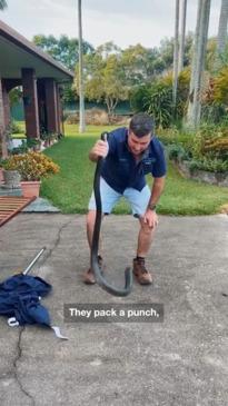 'Monster' red-bellied black snake found in QLD garage