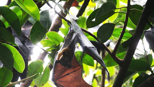 Spectacled flying foxes, commonly known as fruit bats, roost in large fig trees near the Cairns City Library in the CBD. PICTURE: BRENDAN RADKE.