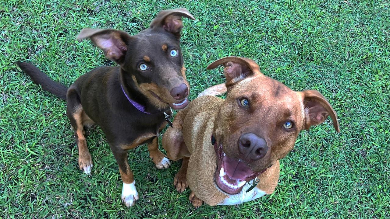 Millie and Kyza my two smiley kelpies. Picture: Kasey