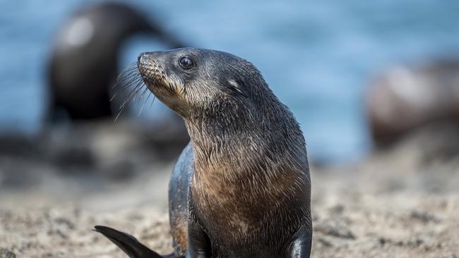 Phillip Island Nature Parks personnel make a trip to Seal Rocks State Fauna Reserve to survey and rescue seals from entanglements caused by fishing nets and fishing line. Picture: Jake Nowakowski.