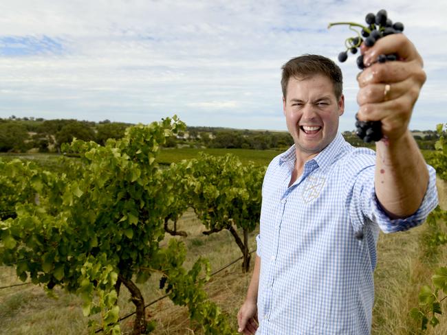 19/2/21 - Jeremy Maxwell, General Manager of Maxwell Wines, with Grenache vines planted in 1928 in McLaren Vale. Picture: Naomi Jellicoe