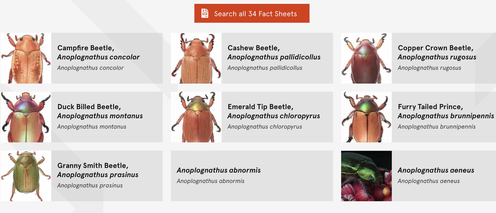 Just some of the Christmas beetles found in Australia. Picture: Australia Museum.