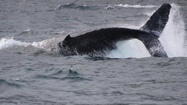 Whale along the Tasman peninsula captured by Pennicott Wilderness Journeys Skipper Drew Griffiths
