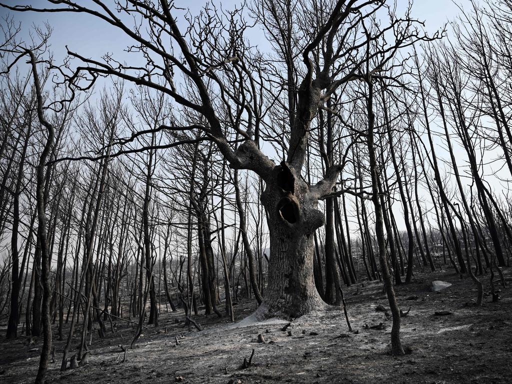 Burnt trees are seen after the wildfire burned through a forest near Alexandroupoli. Picture: AFP