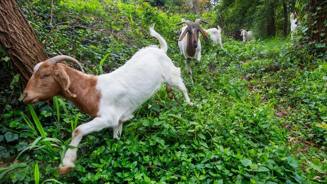 The goats go on the hunt for weeds. Picture: Jay Town