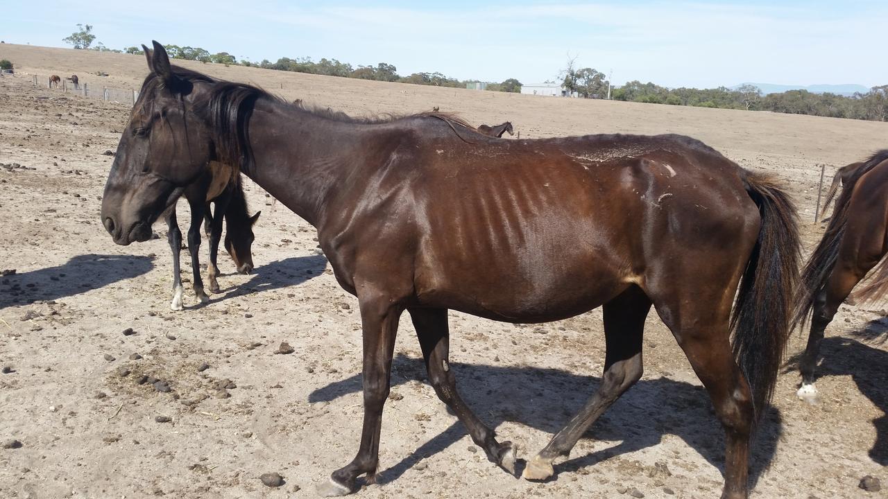 Christine Weisheit Victorian Woman Who Mistreated Horses Banned From